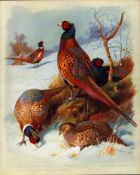 Thorburn Antique Scarce 2nd Edition Bird Print The Pheasant Family-57.