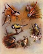 Thorburn Antique Scarce 2nd Edition Large Bird Print Titmouse Family-10.