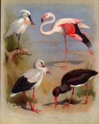 Thorburn Antique Scarce 2nd Edition Bird Print Flamingo Spoonbill, Stork-42.