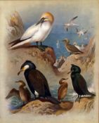 Thorburn Antique Scarce 2nd Edition Bird Print Cormorant & Gannet-39