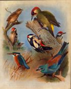 Thorburn Antique Scarce 2nd Edition Bird Print Woodpecker Family-24.