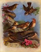 Thorburn Antique Scarce 2nd Edition Bird Print Pippit-Family-12.