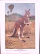 Red Kangaroos & Great Ant Eater Antique Double-Sided Colour Plate-49