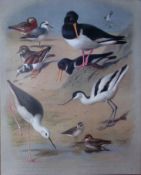 Thorburn Antique Scarce Large Bird Chromolithograph Seabird Family-64