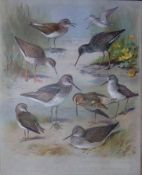 Thorburn Antique Scarce Bird Chromolithograph The Shank Family-68