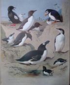 Archibald Thorburn Antique Scarce Bird Chromolithograph Seabirds-76