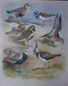 Thorburn Antique Scarce Antique Large Bird Chromolithograph the Plover Family-63