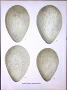 Wilson's Birds of the Antarctic Vintage Emperor Penguin Eggs Illustrations 4.