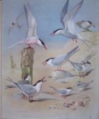 Thorburn Antique Scarce Antique Bird Chromolithograph the Tern Family-71