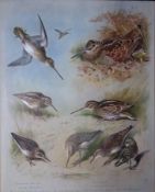 Thorburn Antique Scarce Bird Chromolithograph Snipe, Sandpiper Etc-65