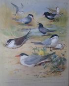 Archibald Thorburn Antique Scarce Bird Chromolithograph The Tern Family-70