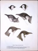 Wilson's Birds of the Antarctic Vintage Emperor Penguins Illustrations 5
