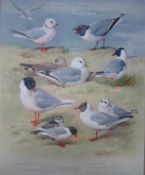 Archibald Thorburn Antique Scarce Bird Chromolithograph the Gull Family-72