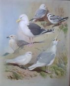 Thorburn Antique Scarce Bird Chromolithograph the Gull Family-74