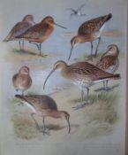Archibald Thorburn Antique Scarce Bird Chromolithograph Shorebirds-69