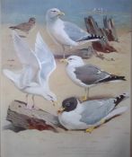 Arichbald Thorburn Antique Scarce Bird Chromolithograph the Gull Family-73