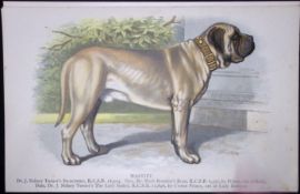 Bull Mastiff British Dogs by Hugh Dalziel 1889 Antique Coloured Book Plate-9