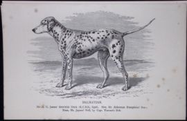 Dalmatian British Dogs by Hugh Dalziel 1889 Antique Book Plate-48