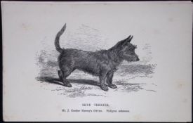 Skye Terrier British Dogs by Hugh Dalziel 1889 Antique Book Plate-61