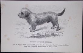 Dandie Dinmont Terrier British Dogs by Hugh Dalziel 1889 Antique Book Plate-56