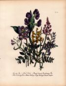 Jane Loudon Rare 165-Yr-Old Antique British Wildflower Hand-Coloured Plate-29