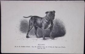 Bulldog British Dogs by Hugh Dalziel 1889 Antique Book Plate-43