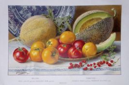 Melons & Tomatoes Antique Edwardian Robert Thompson Coloured Print-4
