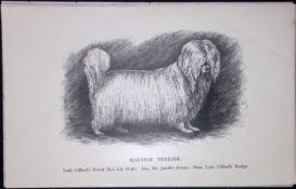 Maltese Terrier British Dogs by Hugh Dalziel 1889 Antique Book Plate-68