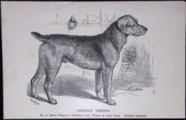 Airedale Terrier British Dogs by Hugh Dalziel 1889 Antique Book Plate-65