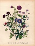 Jane Loudon Rare 165-Yr-Old Antique British Wildflower Hand-Coloured Plate-20