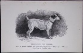 Wire-Haired Fox Terrier British Dogs by Hugh Dalziel 1889 Antique Book Plate-55