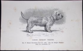 Dandie Dinmont Terrier British Dogs by Hugh Dalziel 1889 Antique Book Plate-57