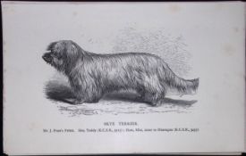 Skye Terrier British Dogs by Hugh Dalziel 1889 Antique Book Plate-62