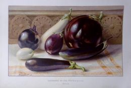 Aubergines or Egg Fruits Antique Edwardian Robert Thompson Coloured Print-5