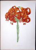 Scarlet Martagon Lily Flower Antique Shirley Hibbard Greenhouse Coloured Print-11