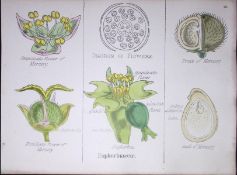 Euphorbiaceae Botanical Flower Diagram Rare Antique First Edition Illustration-76