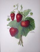 Strawberries Sir Joseph Paxton, Vicomtesse Hericart de Thury, Antique May Rivers Illustration-1...