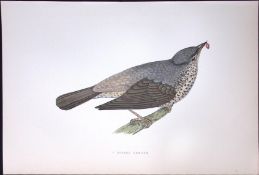 Missel Thrush Rev Morris History of British Birds 130 Yrs-Old AntiqueEngraving-85