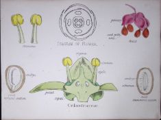 Staff-Vine Botanical Flower Diagram Rare Antique First Edition Illustration-21