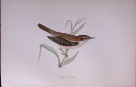Reed Warbler Rev Morris Antique History of British Birds 130 Years-Old Engraving-111