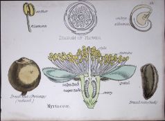 Myrtle Family Botanical Flower Diagram Rare Antique First Edition Illustration-35