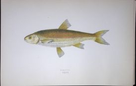 Graining Fish Scarce Antique 1877 J. Couch Woodblock Engraving-134