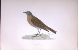 Water Pipit Rev Morris Antique History of British Birds 130 Years-Old Engraving-171