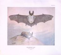 Bechsteinâ€™s Bat Rare Limited-Edition J.G. Millais Antique Print.