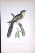 Great Spotted Cuckoo Rev Morris Antique History of British Birds 130 Years-Old Engraving-50