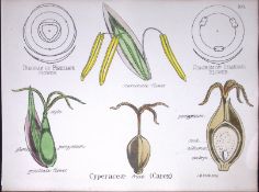 Cyperaceae Carex Botanical Flowering Plant Diagram Rare Antique First Edition Illustration-100