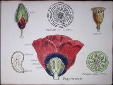 Poppy Botanical Flower Diagram Rare Antique First Edition Illustration-5