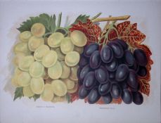 Grapes-Muscat of Alexandra, Madresfield, Antique Mary Rivers Fruit- Illustration-55