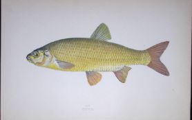 Ide Fish Scarce Antique 1877 J. Couch Woodblock Engraving-137