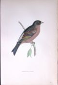 Mountain Finch Rev Morris Antique History of British Birds 130 Years-Old Engraving-192